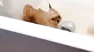 Cute Dog - #8
