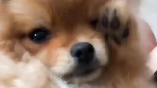 Cute Dog - #9