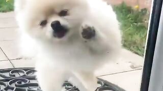 Cute Dog - #10