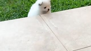 Cute Dog - #11