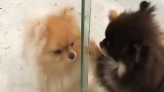 Cute Dog - #12