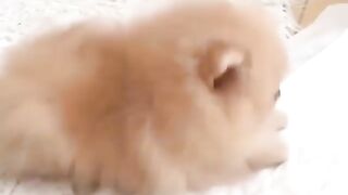 Cute Dog - #13