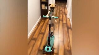 Funny Cats and Dogs - Best Of The 2022 Funny Animal Videos - TRY NOT TO LAUGH! 7