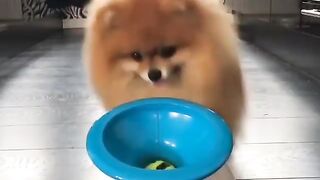 Cute Dog - #14