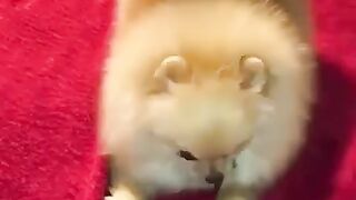 Cute Dog - #15