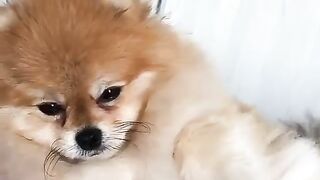 Cute Dog - #16