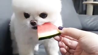 Cute Dog - watermelon #17
