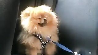 Cute Dog - #18