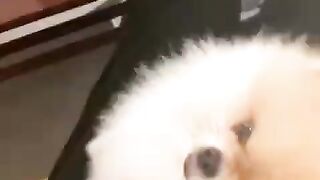Cute Dog - #19