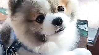 Cute Dog - #20
