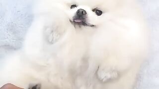Cute Dog - #22