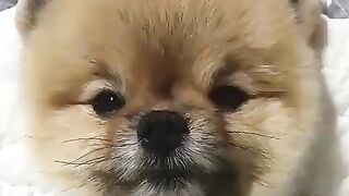 Cute Dog - #23