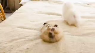 Cute Dog - #24