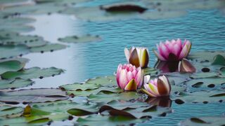 Water Lilies
