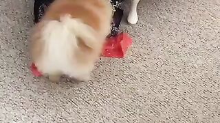 Cute Dog - #26