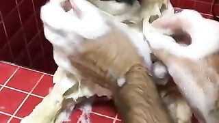 Cute Dog - #27
