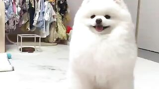Cute Dog - #28