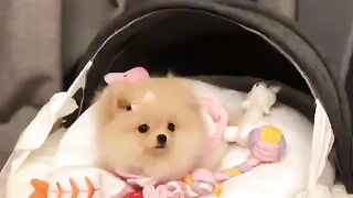 Cute Dog - #30