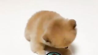Cute Dog - #31