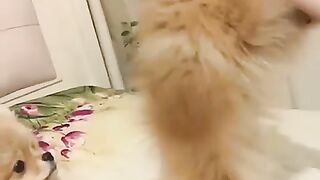 Cute Dog - #32