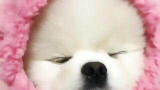 Cute Dog - #33