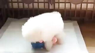 Cute Dog - #34