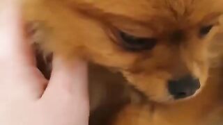 Cute Dog - #35