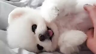 Cute Dog - #36