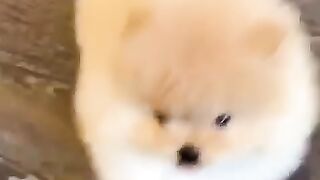 Cute Dog - #37