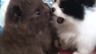 Cute Dog - #38