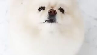 Cute Dog - #39