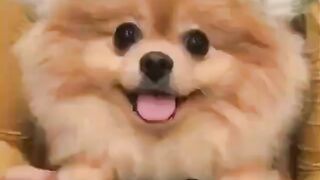 Cute Dog - #40
