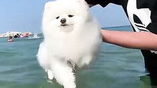 Cute Dog - #41