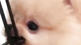 Cute Dog - #42