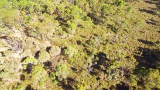 Drakaea glyptodon , широко известный как король в своей повозке.