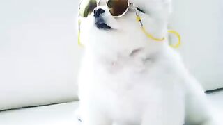 Cute Dog - #43