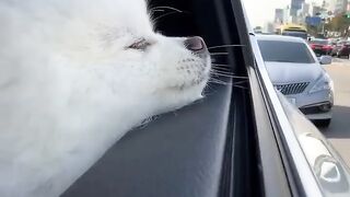 Cute Dog - #44