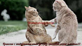 Приколы с животными, смех до слез, смешные коты и собаки!!!