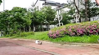 Cute Dog - #45