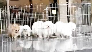 Cute Dog - #46
