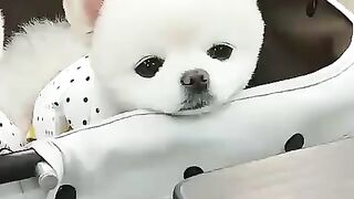 Cute Dog - #47