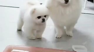 Cute Dog - #48