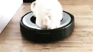 Cute Dog - #49