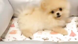Cute Dog - #50