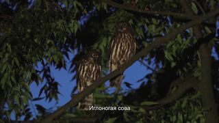 Ночная охота иглоногой совы.