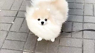 Cute Dog - #52