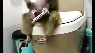Обезьяны