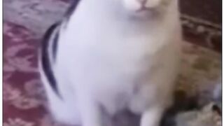 Мушук