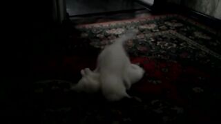 Cats are playing