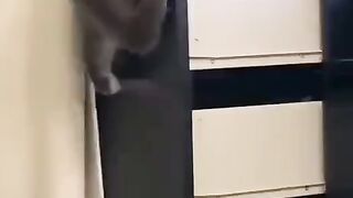 Чудный у меня, кот....